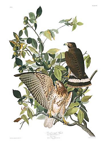 Broad-winged Hawk